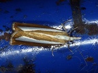 Catoptria spatulella