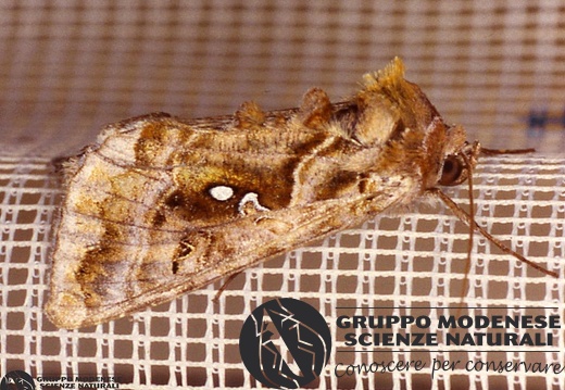 Autographa pulchrina