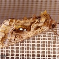 Autographa pulchrina