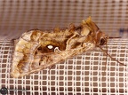 Autographa pulchrina
