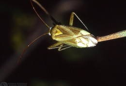 Blepharidopterus angulatus 