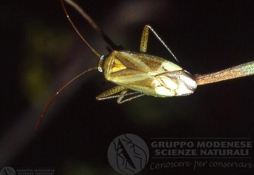 Blepharidopterus angulatus 