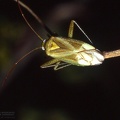 Blepharidopterus angulatus 