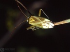 Blepharidopterus angulatus 