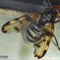 Indet. sp. 