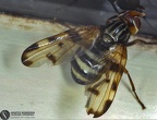 Indet. sp. 