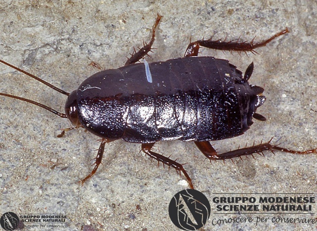 ordine: Blattariae
famiglia: Blattidae
nome scientifico: Indet. sp.
data e località: Durban, Kwazulu-Natal, South Africa
commento: CBRIZ0480.jpg