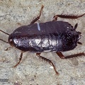 Indet. sp. 