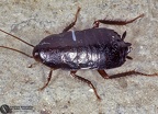 Indet. sp. 