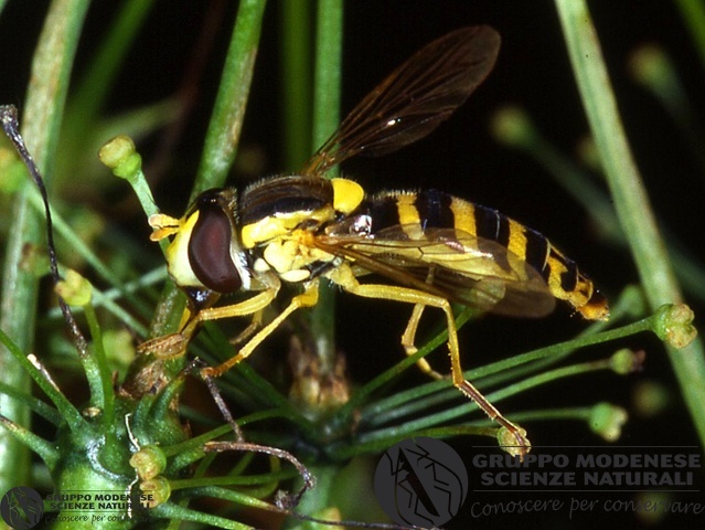 ordine: Diptera
famiglia: Syrphidae
nome scientifico: Indet. sp.
data e località: Simpetru, Southern Transylvania, Romania
commento: CBRIZ0481.jpg