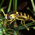 Indet. sp. 