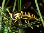 Indet. sp. 