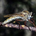 Indet. sp. 