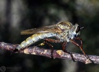 Indet. sp. 