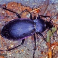 Carabus violaceus 