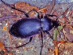 Carabus violaceus 