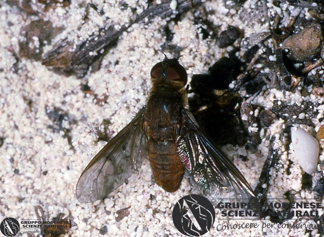 ordine: Diptera
famiglia: Bombyliidae
nome scientifico: Indet. sp.
data e località: Providenciales, Turks and Caicos Islands
commento: CBRIZ0484.jpg
