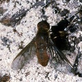 Indet. sp. 