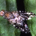 Indet. sp. 
