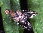 Indet. sp. 