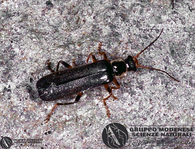 ordine: Coleoptera
famiglia: Cantharidae
nome scientifico: Cantharis sp.
data e località: Corno alle Scale Park, Bologna Province, Emilia Romagna, Italy
commento: CBRIZ0486.jpg