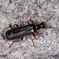 Cantharis sp. 