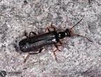 Cantharis sp. 