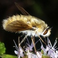 Indet. sp. 