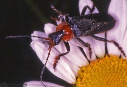 Cantharis fusca 