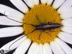 Agapanthia cardui