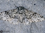 Biston betularia 