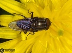 Indet. sp. 