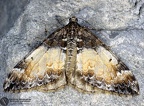 Chloroclysta truncata 