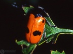 Clytra 4-punctata 
