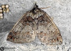Hydriomena impluviata
