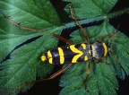 Clytus arietis 