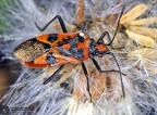 Corizus hyoscyami 
