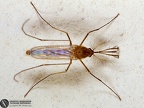 Culex pipiens 