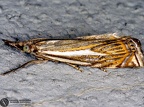 Crambus lathoniellus