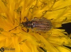 Polydrusus sp. 