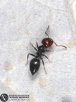 Crematogaster scutellaris 