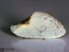 Cilix cf. hispanica 