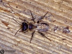Colletes daviesianus 