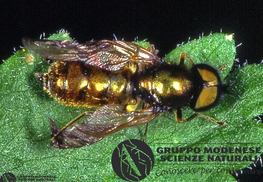 Chloromyia formosa 