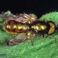 Chloromyia formosa 