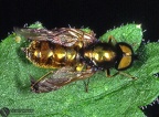 Chloromyia formosa 