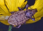 Otiorrhynchus sp. 