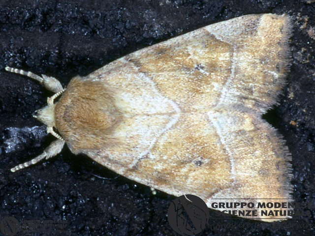 ordine: Lepidoptera
famiglia: Noctuidae
nome scientifico: Cosmia trapezina
data e località: Corno alle Scale Park, Bologna Province, Emilia Romagna, Italy
commento: CBRIZ0523.jpg