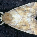 Cosmia trapezina 