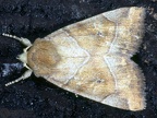 Cosmia trapezina 